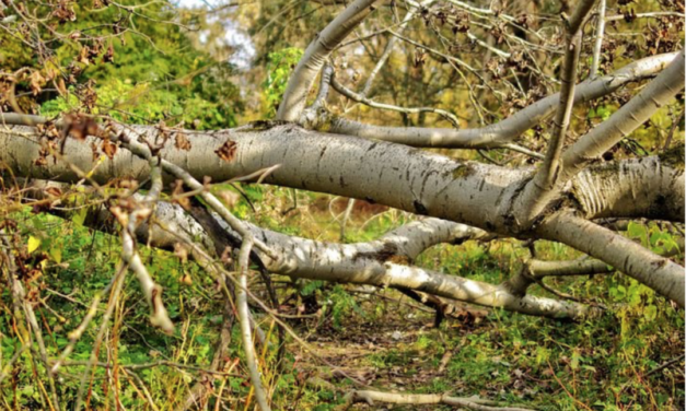 Duke Energy Powers Through Debby