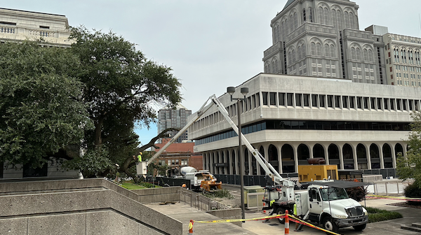 Old Downtown Plaza Trees Are Casualties of County’s Renovation Project