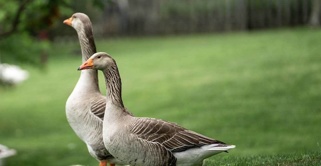 Local Residents Up In Arms Over Goose Abuse - The Rhino Times of Greensboro