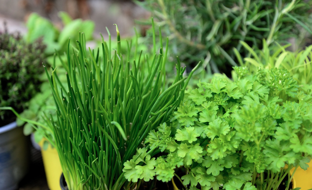 High Point Food Hall’s New Herb Garden Is Much More Than A Garden - The ...