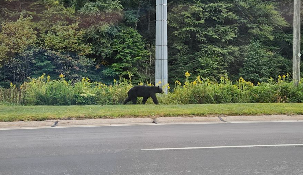 Country Bears Becoming City Bears In The Triad