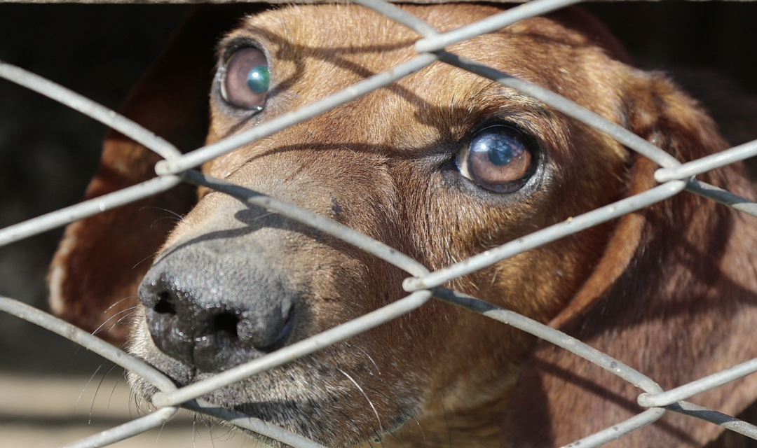 Penny Wise Pound Foolish County Stifles Dog’s Day Out Program