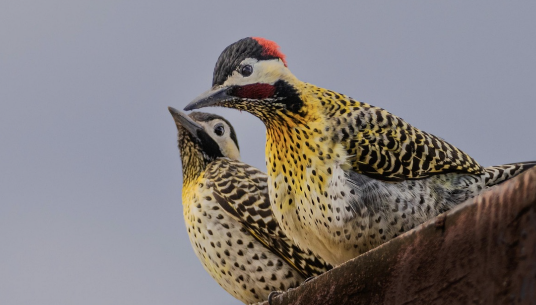 Greensboro’s ‘Lights Out’ Program Is For The Birds